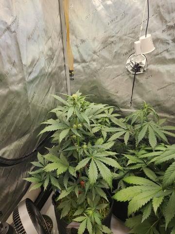 Mephisto Apple Crush and Pop tart OG in Nature's Living Soil.  — flower, day 38