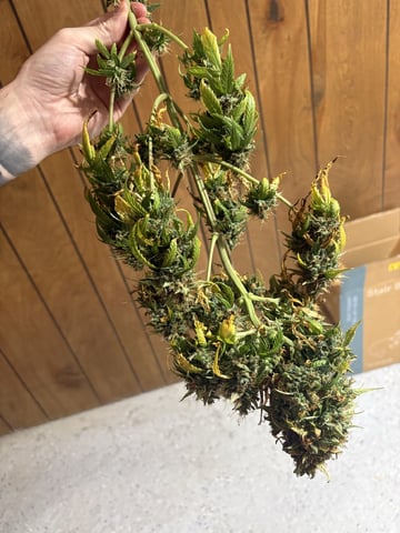 My First Grow