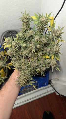 Double Smile And (Alien Vs Triangle X Strawberry Nuggets) — harvest, day 75