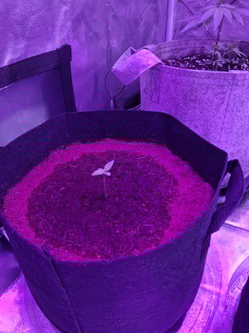 first auto grow — seedling_rooting, day 5