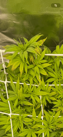 GSC First grow — flower, day 47