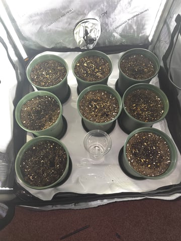 Homegrown - 🍒 🥧 & GSC Auto, 🚀 Seeds 🍌 Buttercups  — grow_setup, day 5