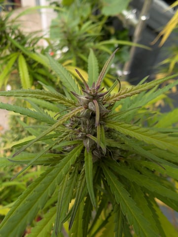 outdoor — flower, day 153