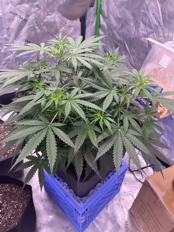 Blueberry auto — flower, day 49