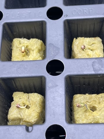 1st Ever Grow (Fat Bastard)(RDWC)  — germination, day 3