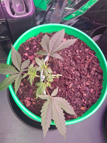 Lets start from the beginning — seedling_rooting, day 24