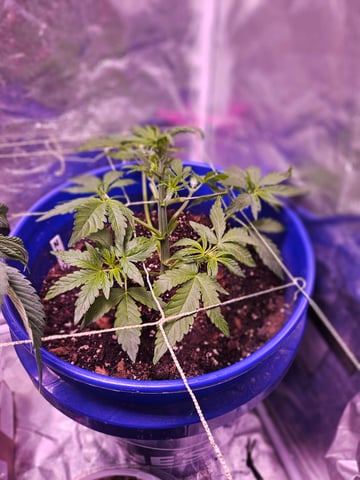 gary poppins — flower, day 42