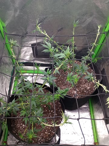 All Aboard!!! — flower, day 62