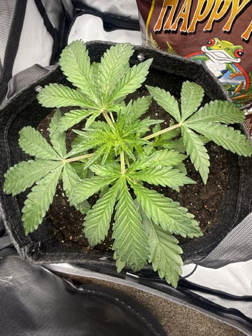 Random Seed — vegetative, day 19