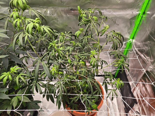 Evermore clones — flower, day 44