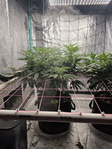 Granny Candy and PLCG — vegetative, day 88
