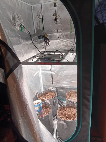 HP CC — germination, day 1