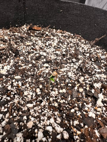 Gorilla Cookies — 1st Grow — seedling_rooting, day 6