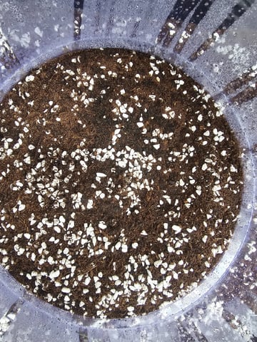 Bruce Banner — seedling_rooting, day 16