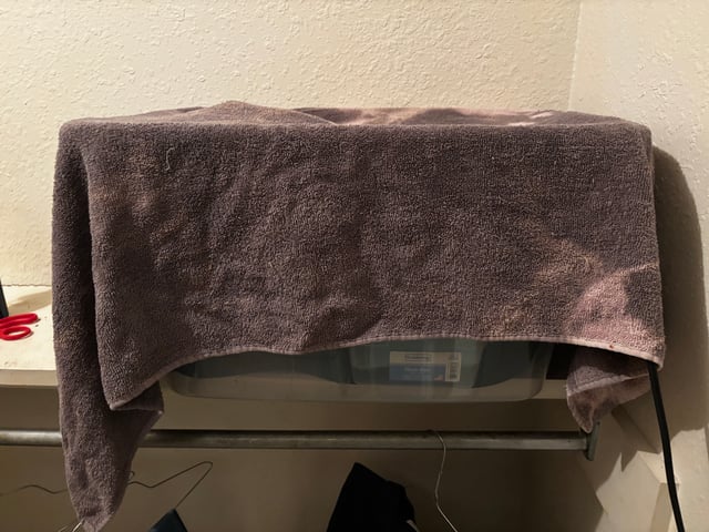 second 🍄‍🟫 grow — germination, day 1