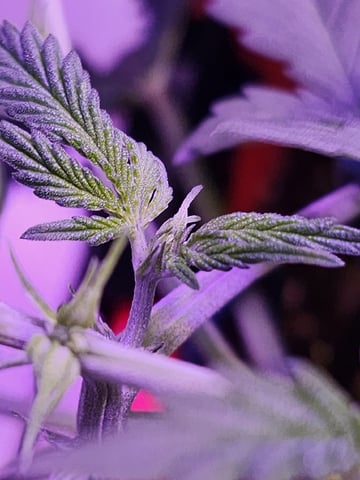 White Widow XXL Autoflower  — flower, day 2