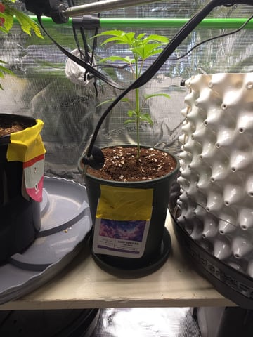 Candy,Punch,Lobsta — vegetative, day 13