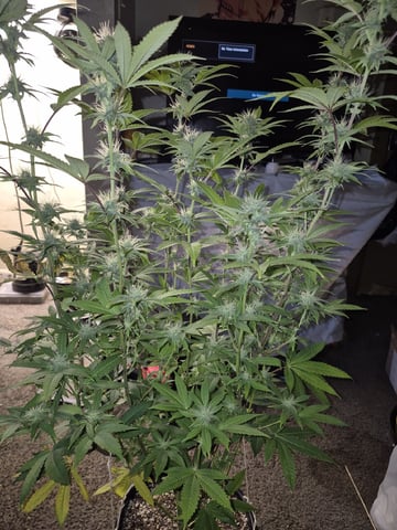 serpent cider  — flower, day 1