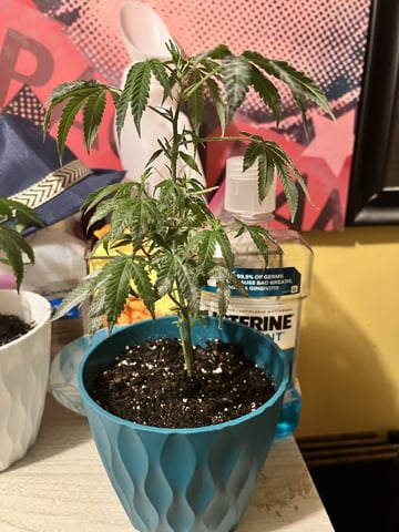 Veg And Auto-Bloom Room — flower, day 4