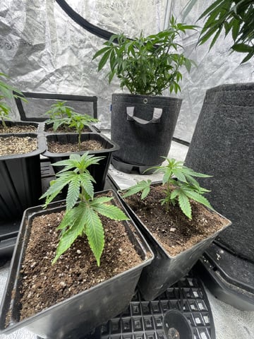 Clones Fat Bastard Clones  — vegetative, day 27