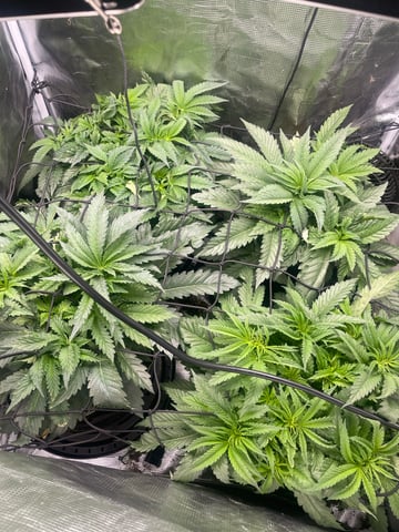 Mainely Organic Mix — flower, day 19