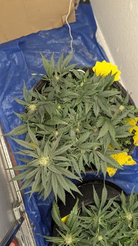 mephisto winter 2026 — flower, day 49