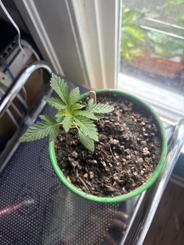 My First Grow