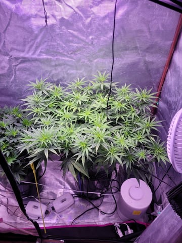 6th Grow — flower, day 37