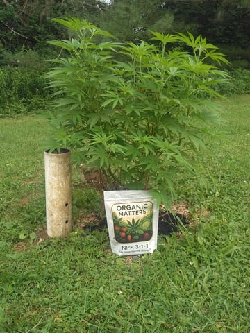 Motorbreath 15 — vegetative, day 52