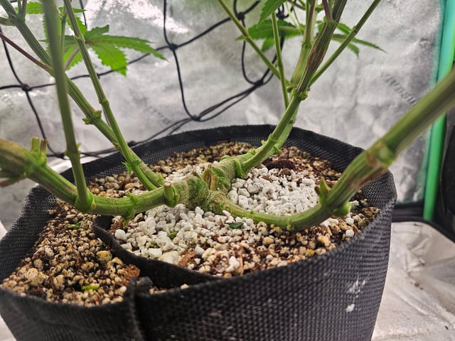 first grow — flower, day 71