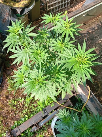 my first grow — vegetative, day 1