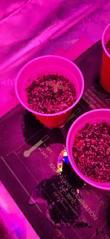 basement grow — seedling_rooting, day 1