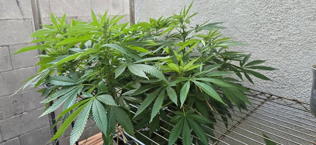 Mystery Weed Plant — flower, day 103