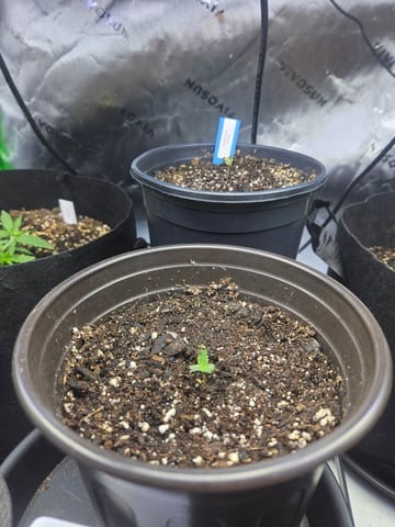 OG Kush — seedling_rooting, day 8