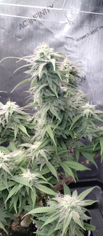 Second Grow — flower, day 27