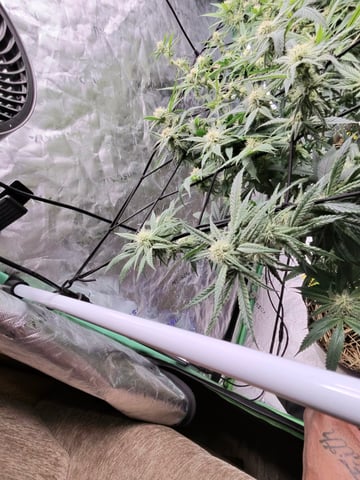 s1 Jokerz — flower, day 91