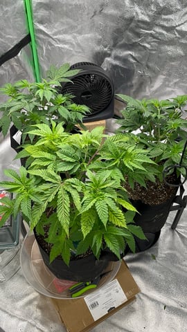 CB (Fem Photo) — vegetative, day 14