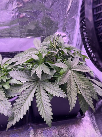 Cookies Haze — vegetative, day 30