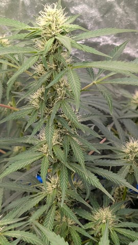 Mixed Grow — grow_setup, day 50