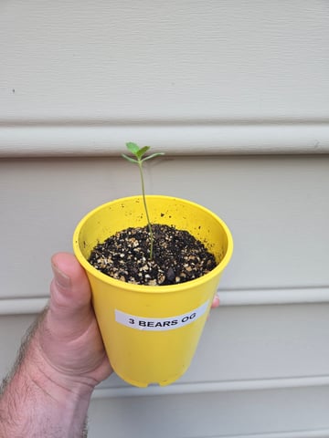 Outdoor Auto's (3rd Set) — seedling_rooting, day 1