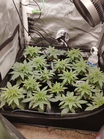 Unknown Seeds — seedling_rooting, day 22