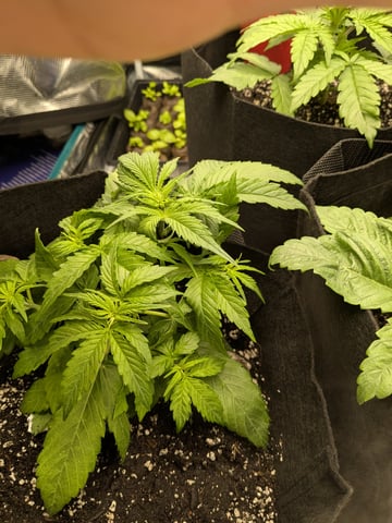 first grow — vegetative, day 16