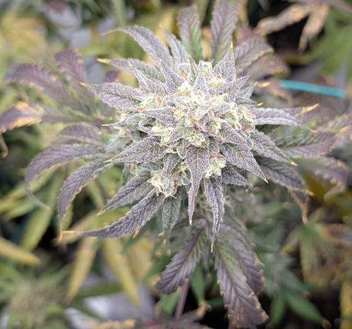 Mixed Grow — flower, day 116