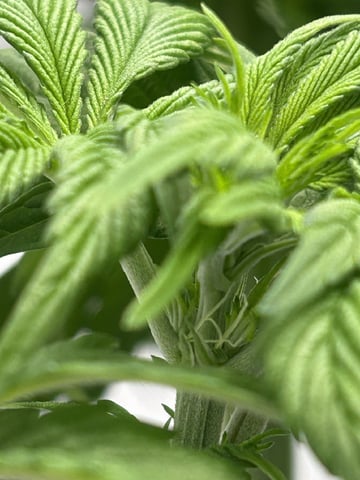 2025-26 harvest INDOOR — flower, day 93