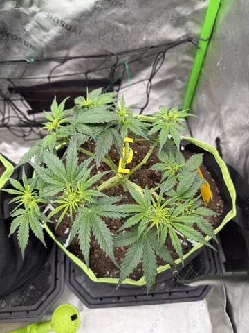Midsummer Outdoor — vegetative, day 32