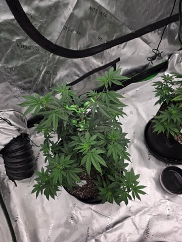 Summer 2026 Grow — flower, day 11
