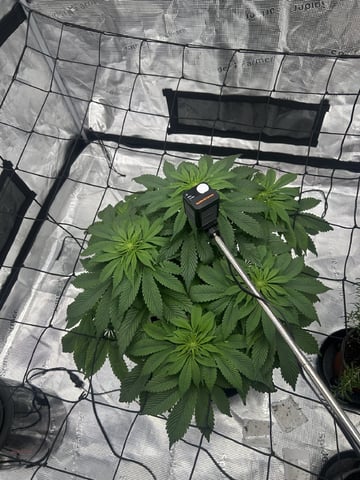 2025-26 harvest INDOOR — flower, day 99