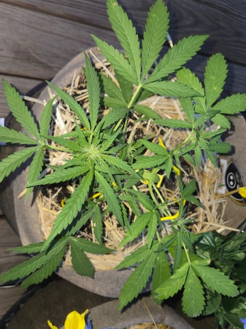 Outdoor Auto's (First Set) — flower, day 22