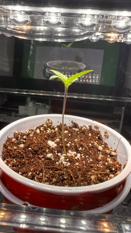 Autos: Banana Purple Punch (1)  & Guava Fig (2) — seedling_rooting, day 4