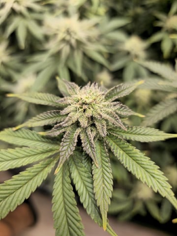 Crushberry Sugar and Khumbu Ice Fall  — flower, day 79